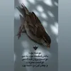 vibes_highlights