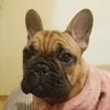 bijouxthefrenchie