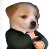 dmbohoicayrday