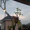 pak_purr