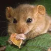Haselmaus