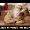 ivan.jorge.saay