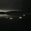 kaustiktok