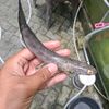 Agung-x16
