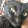 gato.fuchibol