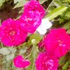 shadinkhan8972