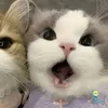 thaoanhmissk