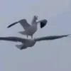 imabirb