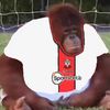 archie_strike10