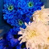 andrea.cardenas45