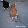 f_zfj_g