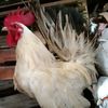 ndraaje24