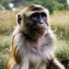 monkey_🙉