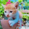 asma.akther700
