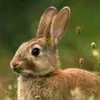 bunny_the_east