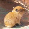 capibara_del_mundo