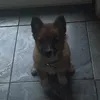 paca.maca0