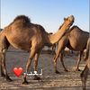 بنات طياح(دعامات الشعل)❤️🐪