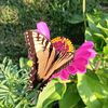 my.gardening.blog