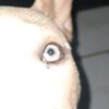 undqleo