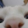 abmohdh