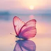 butterfly__0220