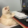 pepsiiunbox