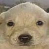 staringdog64