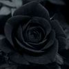 blackflower_000