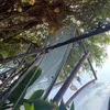 ngaivacham00_