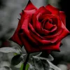 user6121663729812