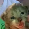 funchikpulerunchik