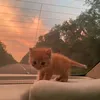 capkit_