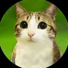 lisix_13