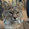 Henry cats rescue