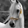 asouma.mouhamd.ja