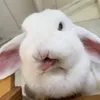 nualabrimson_