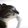 lizard_plane