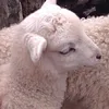 overlyneedy
