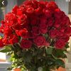 cemile.erdem8