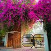 labibahmed0236