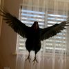 jolie_laide8