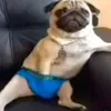 shavyxaizcobak