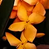isabelle.b64
