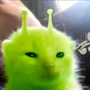 bappo.gaming12