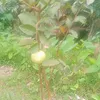 bi.ch.nguyn55