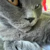 saral_larall