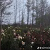 sk1iirk