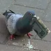birdcupwow