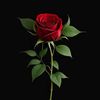 sarwar.zaman.rabbi